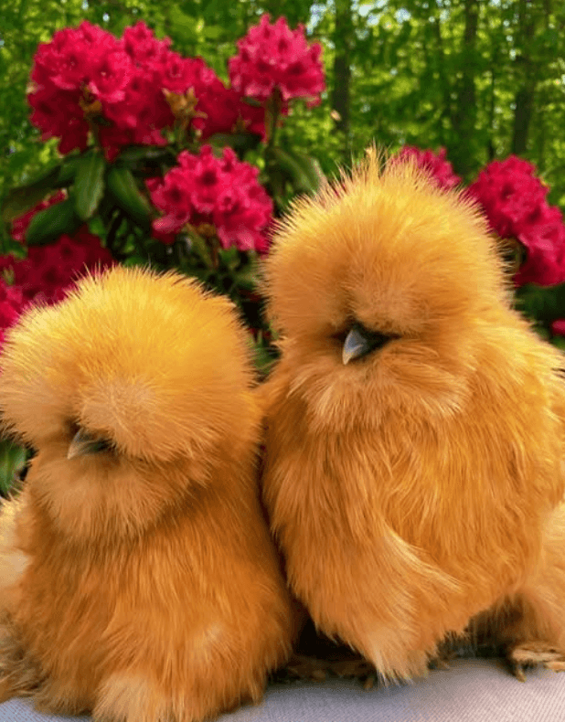 Silkie chicks for DNA gender sexing